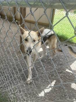 Rescue German Shepherd Dog Dogs for Adoption in Morristown, Tennessee - Eustace | PetCurious