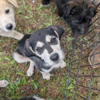 BooBoo -  Husky Dog Available for Adoption in West Plains, Missouri - BooBoo | PetCurious