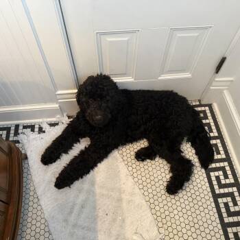 Coda -  Poodle and Golden Retriever Dog for Adoption in Lynchburg, Virginia - Coda | PetCurious