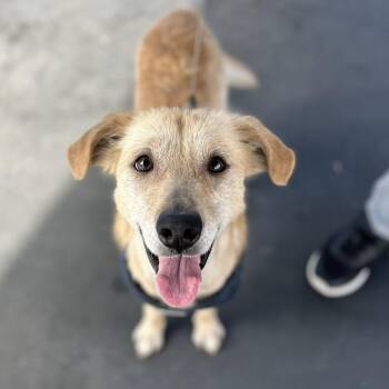 Buddy -  Dachshund and Golden Retriever Dog for Adoption in Huntington Beach, California - Buddy | PetCurious