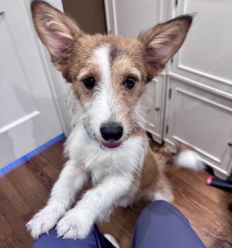Corgi and Wire Fox Terrier Dogs Available for Adoption in Houston, Texas - Jackson-Mr. Personality | PetCurious