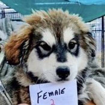 Rescue Husky and German Shepherd Dog Dogs for Adoption in San Luis, Colorado - Winter | PetCurious