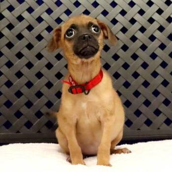 Palmer -  Chihuahua Dog for Adoption in Midland, Texas - Palmer | PetCurious