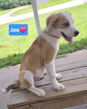 Joe -  Hound Dog for Adoption in Clinton, Missouri - Joe | PetCurious