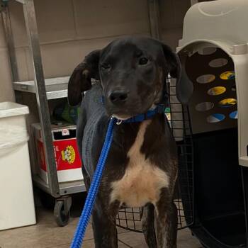 Derick -  Black Labrador Retriever Dog for Adoption in Birmingham, Alabama - Derick | PetCurious
