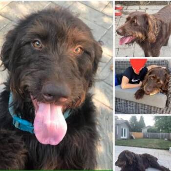 Barry -  Labradoodle Dog for Adoption in Corvallis, Oregon - Barry | PetCurious