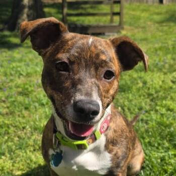 Lancashire Heeler and Pit Bull Terrier Dogs Available for Adoption in Hendersonville, Tennessee - Meet Nicky — Your New Favorite Snuggle Buddy!  | PetCurious