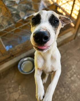 Retriever Dogs Available for Adoption in North Reading, Massachusetts - Snoop Dogg | PetCurious