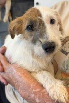 Mack -  Jack Russell Terrier and Wirehaired Terrier Dog for Adoption in Thompson Falls, Montana - Mack | PetCurious