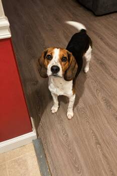Bayou -  Beagle Dog for Adoption in Thomasville, North Carolina - Bayou | PetCurious