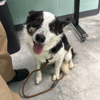 Rocky -  Australian Cattle Dog Blue Heeler Dog for Adoption in Manchester, Tennessee - Rocky | PetCurious