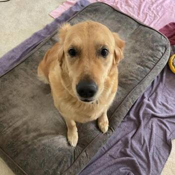 Kaydee #7307 -  Golden Retriever Dog for Adoption in Louisville, Kentucky - Kaydee #7307 | PetCurious