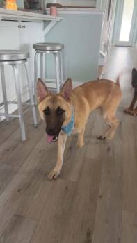 Gerri (Geronimo) -  German Shepherd Dog Dog for Adoption in Montgomery, Alabama - Gerri (Geronimo) | PetCurious