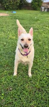 Shepherd Dogs Available for Adoption in Boise, Idaho - Rocki | PetCurious
