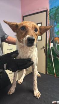 Clarencina -  Australian Cattle Dog Blue Heeler and Terrier Dog Available for Adoption in New Braunfels, Texas - Clarencina | PetCurious