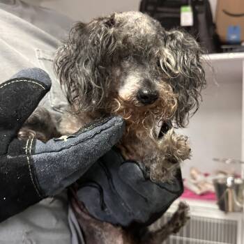 Bern -  Poodle Dog for Adoption in Columbia, South Carolina - Bern | PetCurious