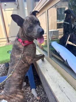 PB -  Mixed Breed Dog for Adoption in Cincinnati, Ohio - PB | PetCurious