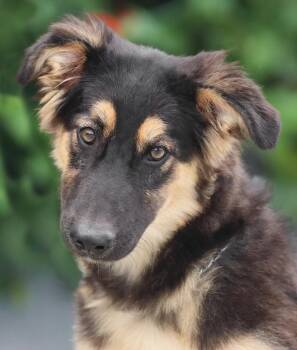 Osito von Osten -  German Shepherd Dog Dog for Adoption in Los Angeles, California - Osito Von Osten | PetCurious