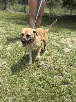 Winnie 24 (Momma 2) -  Shepherd Dog for Adoption in Crystal Springs, Mississippi - Winnie 24 (Momma 2) | PetCurious
