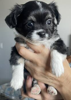 Panda -  Chihuahua Dog for Sale in Peoria, Arizona - Panda | PetCurious