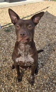 Mixed Breed Dogs Available for Adoption - ALBA | PetCurious