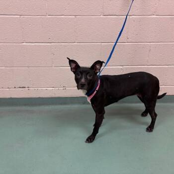 Spice -  Mixed Breed Dog for Adoption in Memphis, Tennessee - Spice | PetCurious