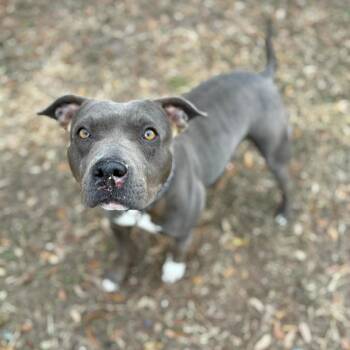 Midas -  Mixed Breed Dog for Adoption in Lake Panasoffkee, Florida - Midas | PetCurious