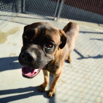 Buckley -  Mastiff and Mixed Breed Dog for Adoption in Idaho Falls, Idaho - Buckley | PetCurious