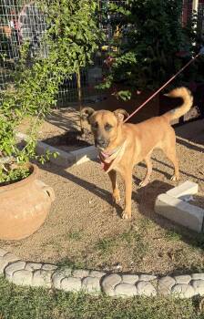 Rescue German Shepherd Dog and Black Mouth Cur Dogs for Adoption in Huntington, New York - Buddy | PetCurious