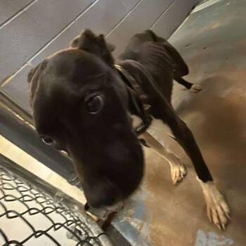 Bean -  Mixed Breed Dog for Adoption in Gadsden, Alabama - Bean | PetCurious