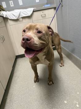 Rescue Pit Bull Terrier Dogs for Adoption in Las Vegas, Nevada - ROCK | PetCurious