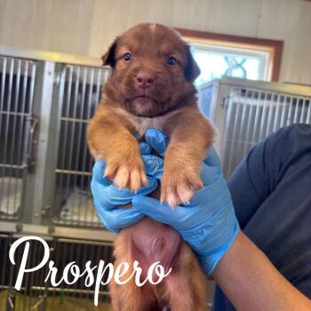 Prospero -  Mixed Breed Dog for Adoption in Hillsboro, Ohio - Prospero | PetCurious