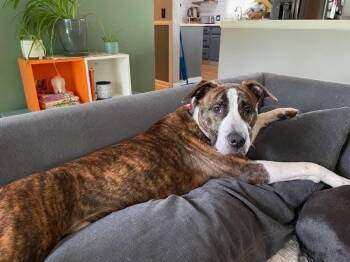 Rescue Pit Bull Terrier Dogs for Adoption in Massillon, Ohio - Seth | PetCurious