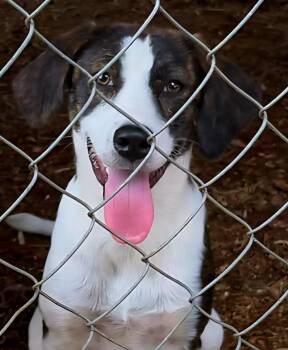 Rescue Beagle Dogs for Adoption in Chase City, Virginia - Patti | PetCurious