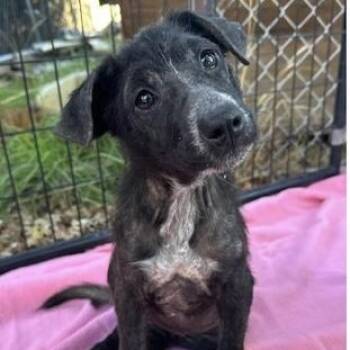 Rescue Mixed Breed Dogs for Adoption in Larkfield-wikiup, California - Vera | PetCurious