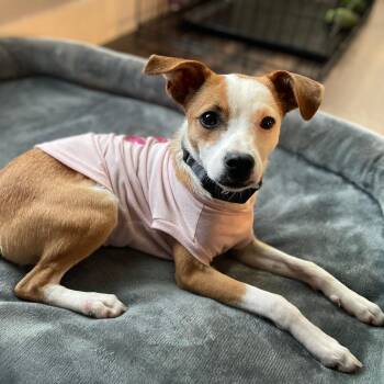 Jack Russell Terrier Dogs Available for Adoption - Cookie | PetCurious