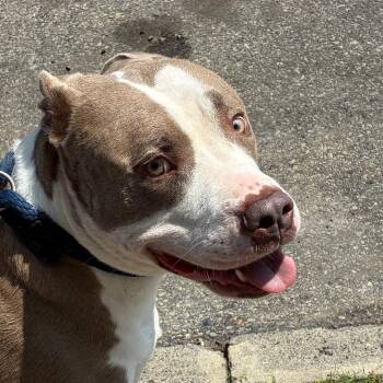 Ice -  Pit Bull Terrier Dog for Adoption in Philadelphia, Pennsylvania - Ice | PetCurious