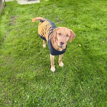 Red -  Labrador Retriever Dog for Adoption in High View, West Virginia - Red | PetCurious