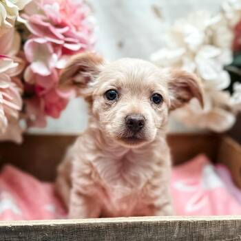 Biscuit -  Chihuahua Dog for Adoption in Newberg, Oregon - Biscuit | PetCurious