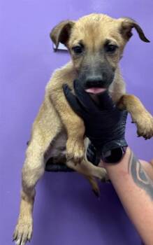 Belgian Shepherd Malinois and Mixed Breed Dogs Available for Adoption in El Paso, Texas - 60837323 | PetCurious