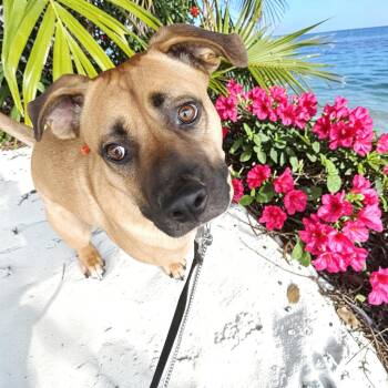 Romeo  -  Black Mouth Cur Dog Available for Adoption in Ventura, California - Romeo  | PetCurious