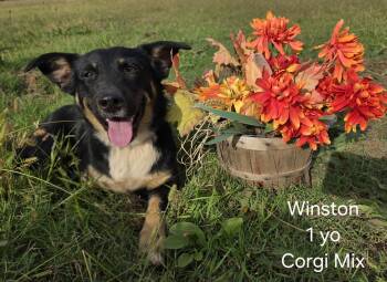 Rescue Cardigan Welsh Corgi Dogs for Adoption in Muldrow, Oklahoma - Winston | PetCurious