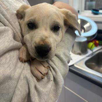 Border Collie and Retriever Dogs Available for Adoption - Big Papa | PetCurious