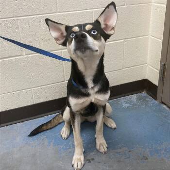 Buttercup -  Mixed Breed Dog for Adoption in Memphis, Tennessee - Buttercup | PetCurious