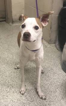 MINNIE -  Black And Tan Coonhound and Mixed Breed Dog for Adoption in Conroe, Texas - MINNIE | PetCurious