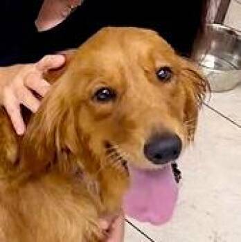 Tabitha -  Golden Retriever Dog for Adoption in Los Angeles, California - Tabitha | PetCurious