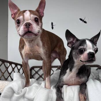 Onyx Storm -  Boston Terrier Dog for Adoption in Fort Wayne, Indiana - Onyx Storm | PetCurious
