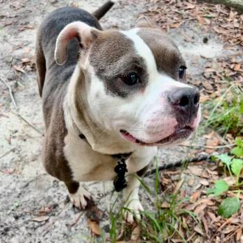 Chelsea -  Mixed Breed Dog for Adoption in Summerville, South Carolina - Chelsea | PetCurious