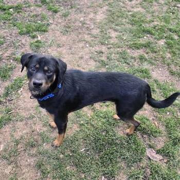 Labrador Retriever and Rottweiler Dogs Available for Adoption in Charlottesville, Virginia - Madden | PetCurious