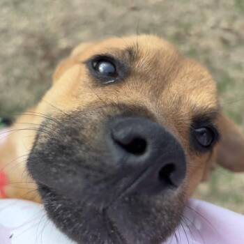 Black Mouth Cur Dogs Available for Adoption - Charlie | PetCurious